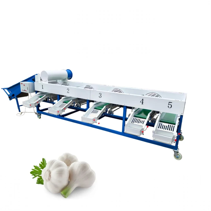 Máquina clasificadora de ajo industrial